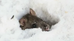 Má myš spát v zimě?