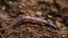 Způsoby, jak pohybovat rainworm