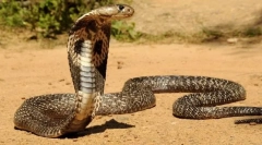Centrální asijská cobra