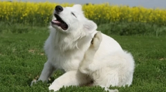 Soubor z blech a klíšťat pro psy a kočky