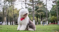 Staroangalian shepherda