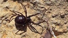 Steatoda je velká