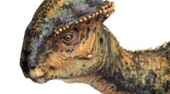 Stravseras
