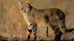 Steppe cat: typ charakteristika