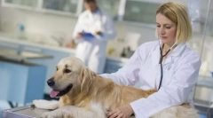 Sterilizace psa