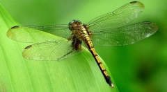 Dragonfly smaragdd hayna