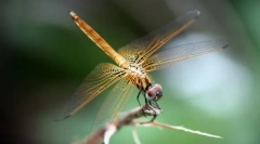 Dragonfly-kutyushka spotted