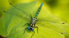 Dragonfly: popis a životní styl