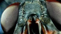 Struktura očí a vize mouchy