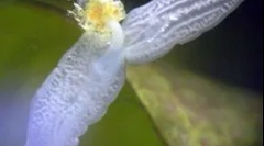 Struktura a vlastnosti planária