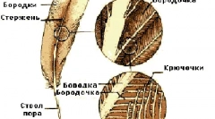 Struktura peří