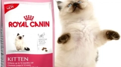 Suché potraviny pro kočky royal kanin: nejlepší kvalita v kategorii cen