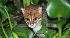 Sumatran kočka: miniaturní thajská krása