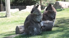 Chrámová zvířata