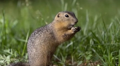 Gopher