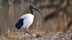 Posvátný ibis