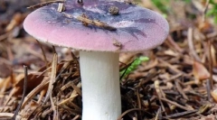 Syrheloga