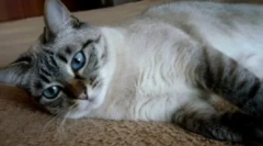Thai cats color tabby point