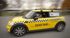 Pet taxi: funkce a pravidla přepravy