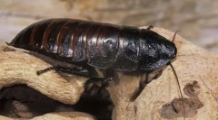 Tracakan-crystrutrut