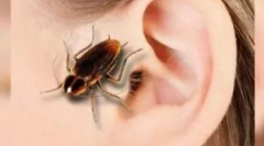 Tracakan v uchu: symptomy a extrakce