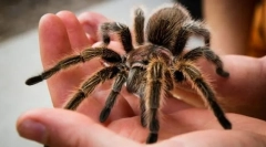 Tarantule