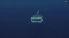 Tiger shark - jeden z nejnebezpečnějších žraloků na světě