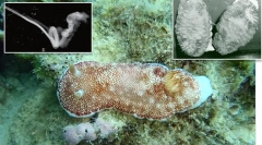 Top 10: fitness světových genitálií