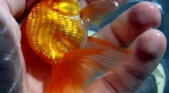 Top 10 příběhů o vyděšené zlaté rybky