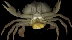 Top 10: makroparasity