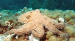 Top 10: nejchytřejší zvířata planety