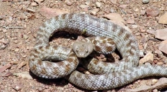 Top 10 nejnebezpečnějších hadů světa