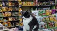 Top 15 užitečné příslušenství pro kočky do 1000 rublů