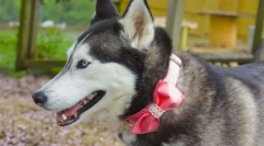 Top 5 jmen pro psy dívky