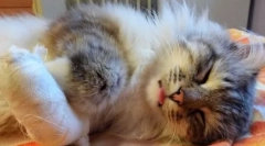 Poranění, popáleniny a otrava u koček