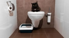 Cat toalety zavřené: vyberte si pohodlí pro zvíře a čištění domů