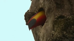 Toucan - exotický pták s obrovským zobákem
