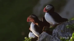 Still - marine parrot