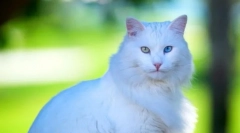 Turecká angora (foto): grace, živá mysl a energie v jednom sadě