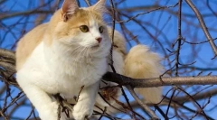 Turecká wang (foto): nádherný plavec a opravdový rybář