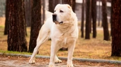 Turkmen alabai (foto): fierce guard, spolehlivý ochránce