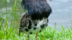 Turukhtan