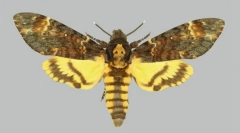 Kakuxní motýli na zadní kresli v podobě lebky?