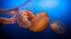 Kdo a jak se říká děti v moři?