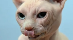 Kočka vypadne nebo rozbije knírku: co pet ohrožuje symptom