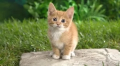 Killer of worms: dronal pro kočky