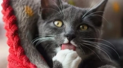 Naučte se jazyk kočky