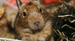 Péče a údržba chilského proteinu degu