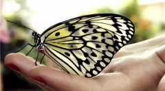 Butterfly péče doma