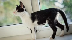 Péče o vyčerpanou kočku